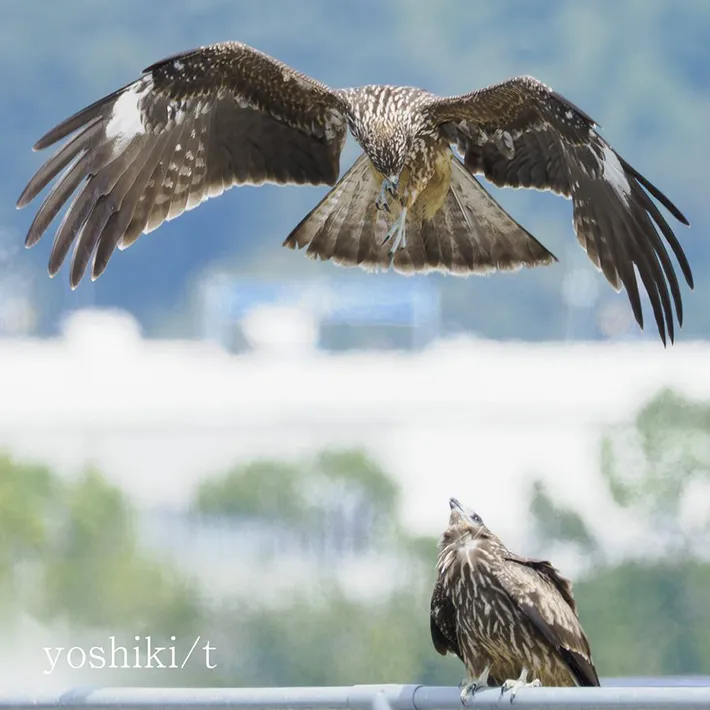トビの写真