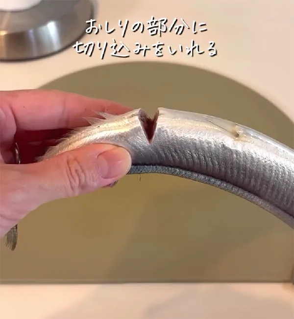 サンマの画像