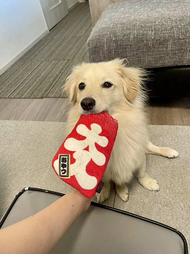 犬