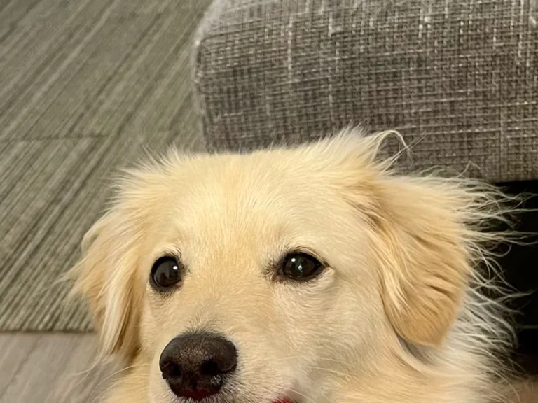 犬