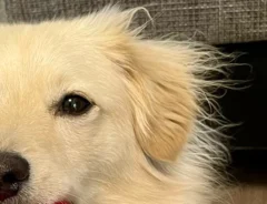 犬