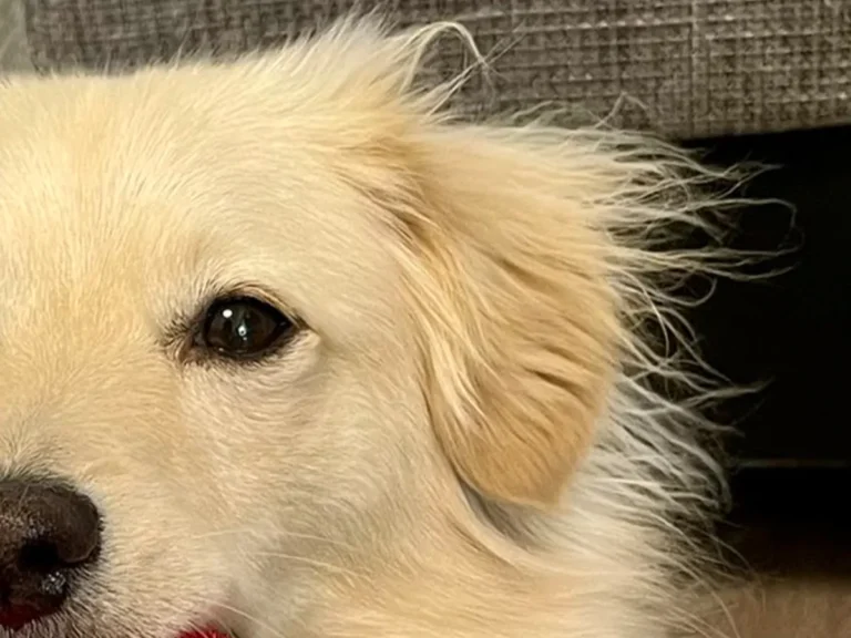 犬