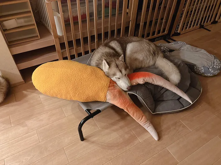 ぬいぐるみとシベリアンハスキー