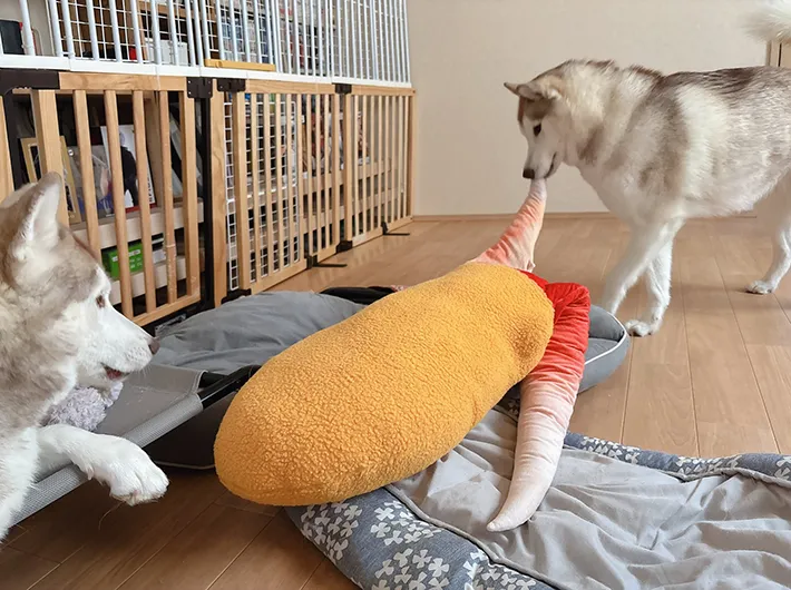 ぬいぐるみを奪い合った後の2匹のシベリアンハスキー