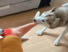 シベリアンハスキー