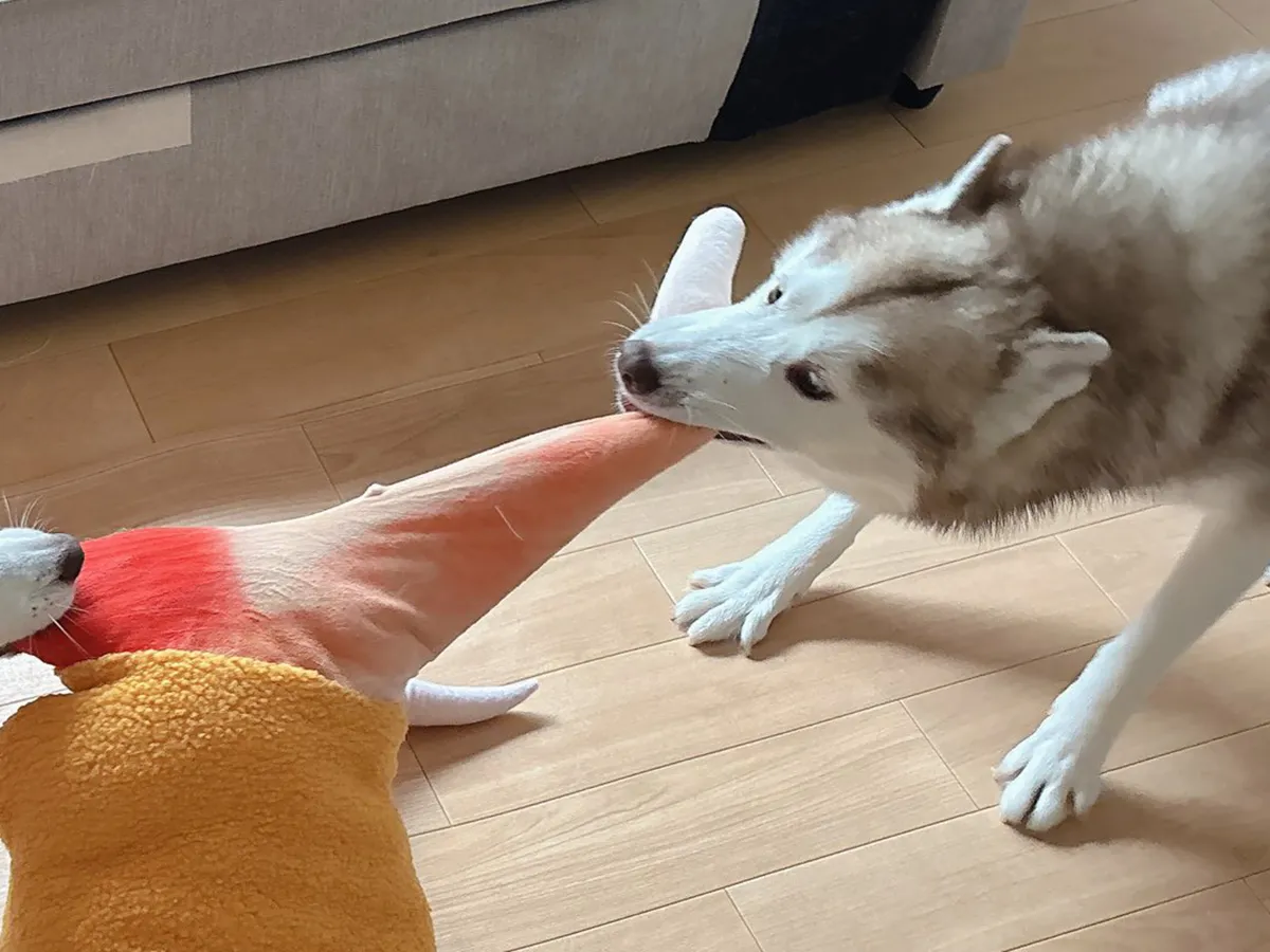 シベリアンハスキー