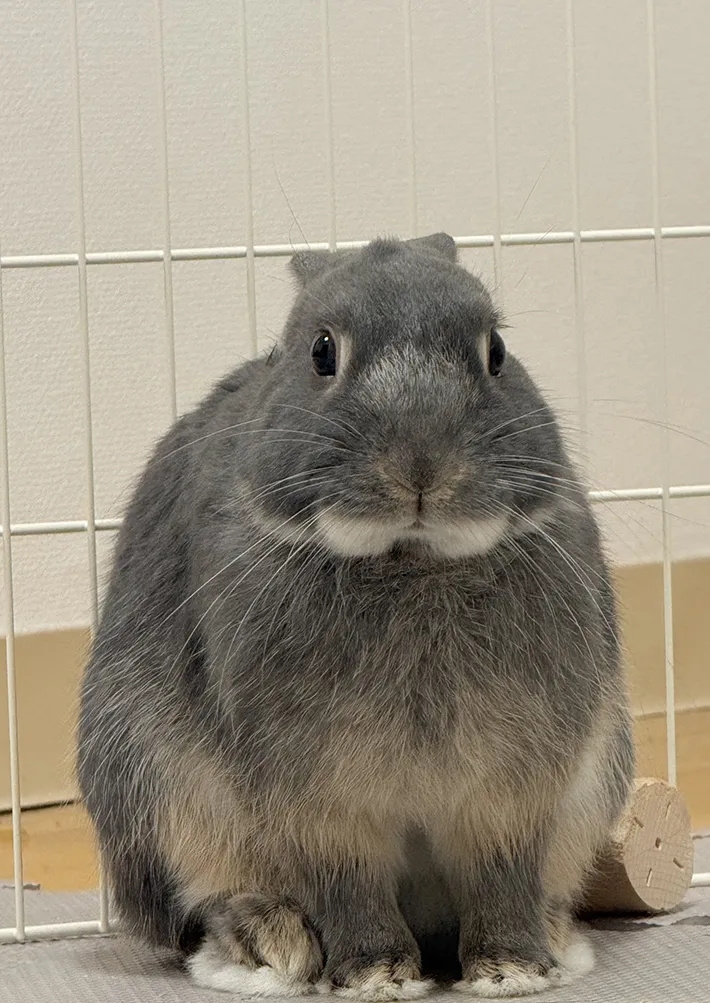 ウサギの画像