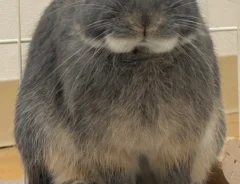 ウサギの画像