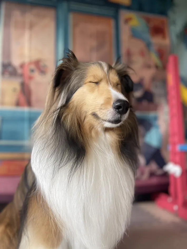 犬の画像