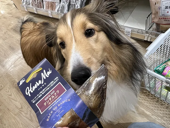 犬の画像