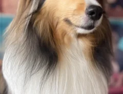 犬の画像
