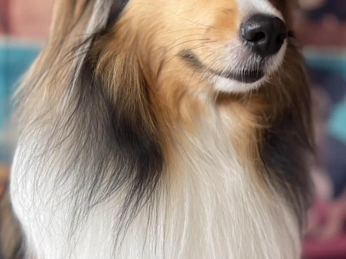 犬の画像