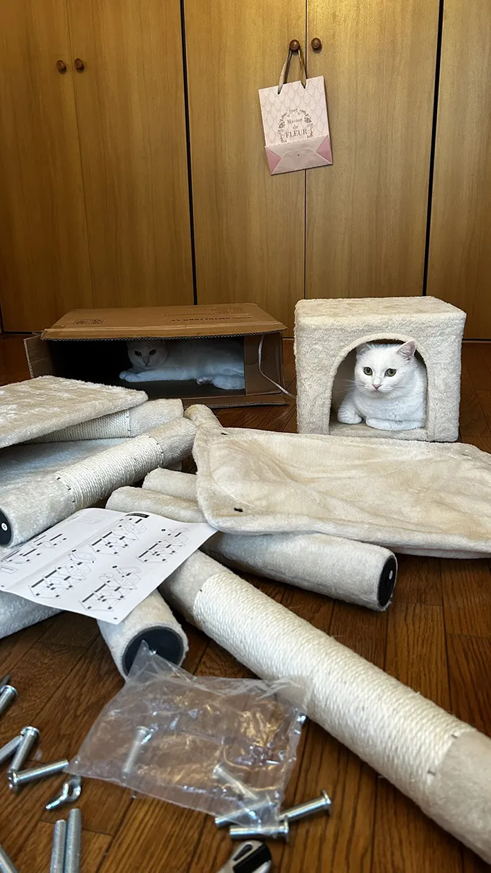 キャットタワーと猫