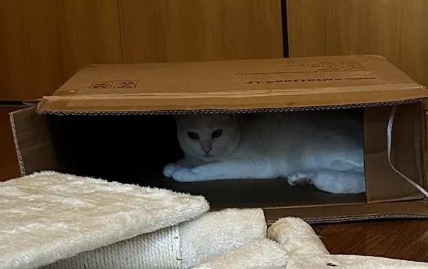 キャットタワーと猫