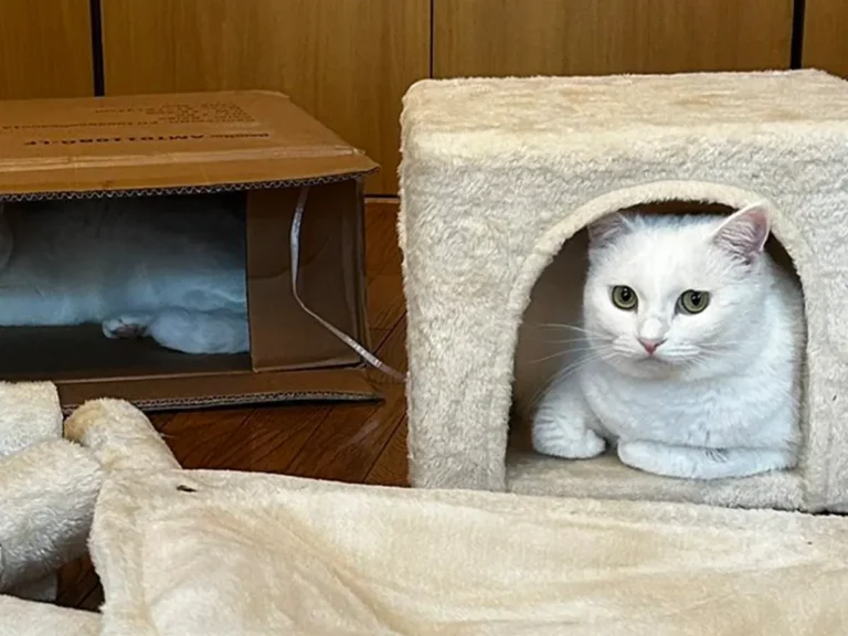 キャットタワーと猫