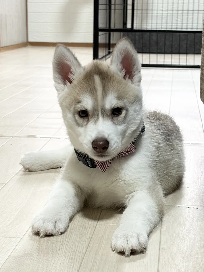 犬の画像