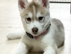 犬の画像