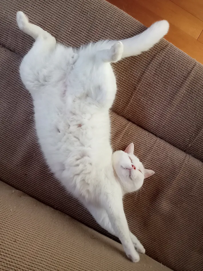 跳んでいるように見える猫