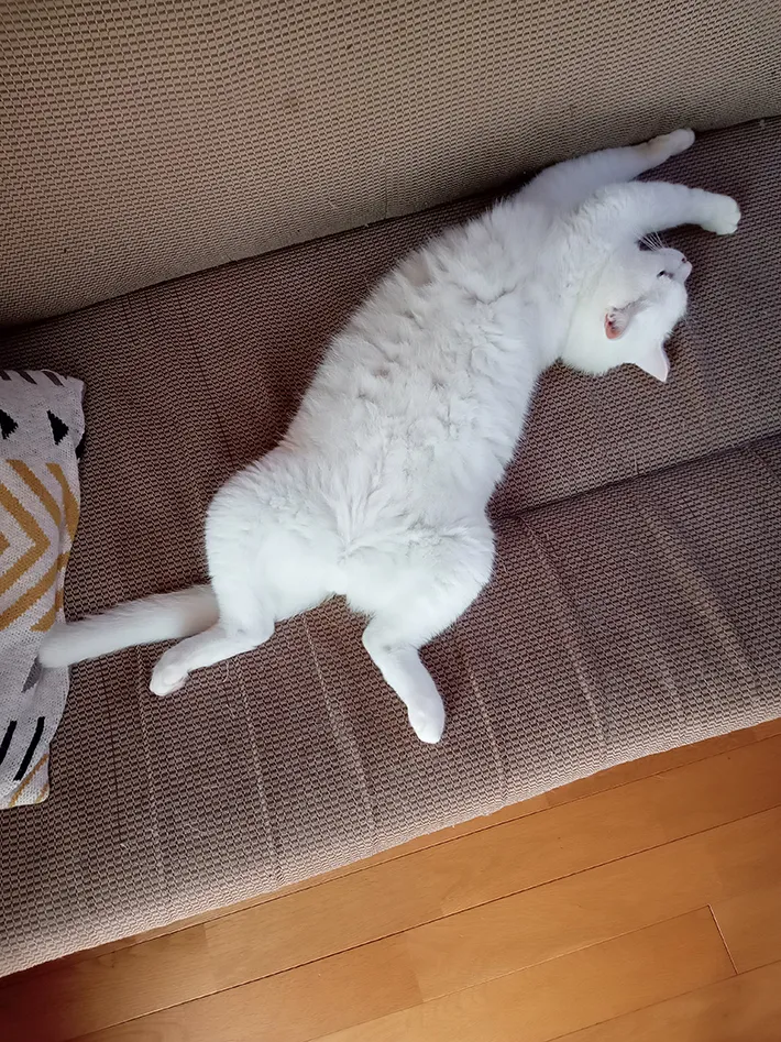 眠る猫