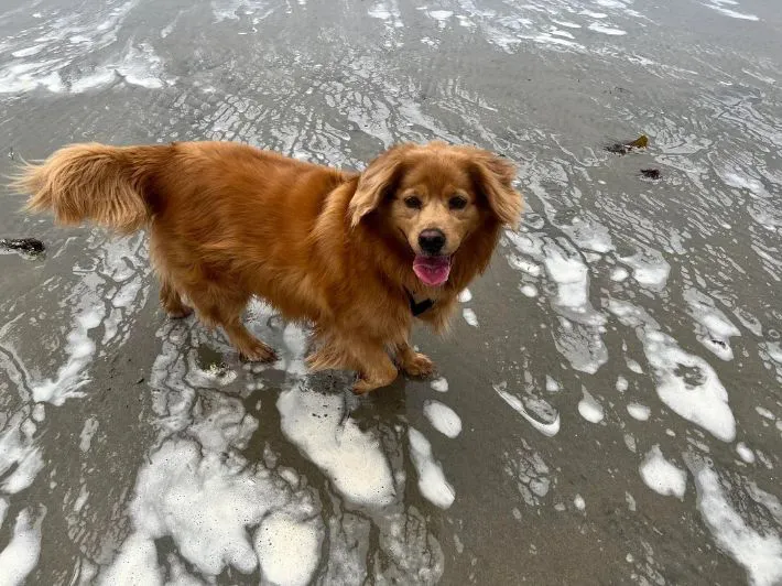 犬の写真