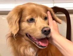 犬の写真