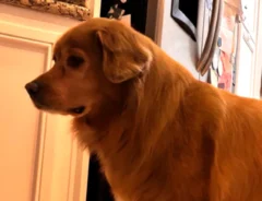 犬の写真