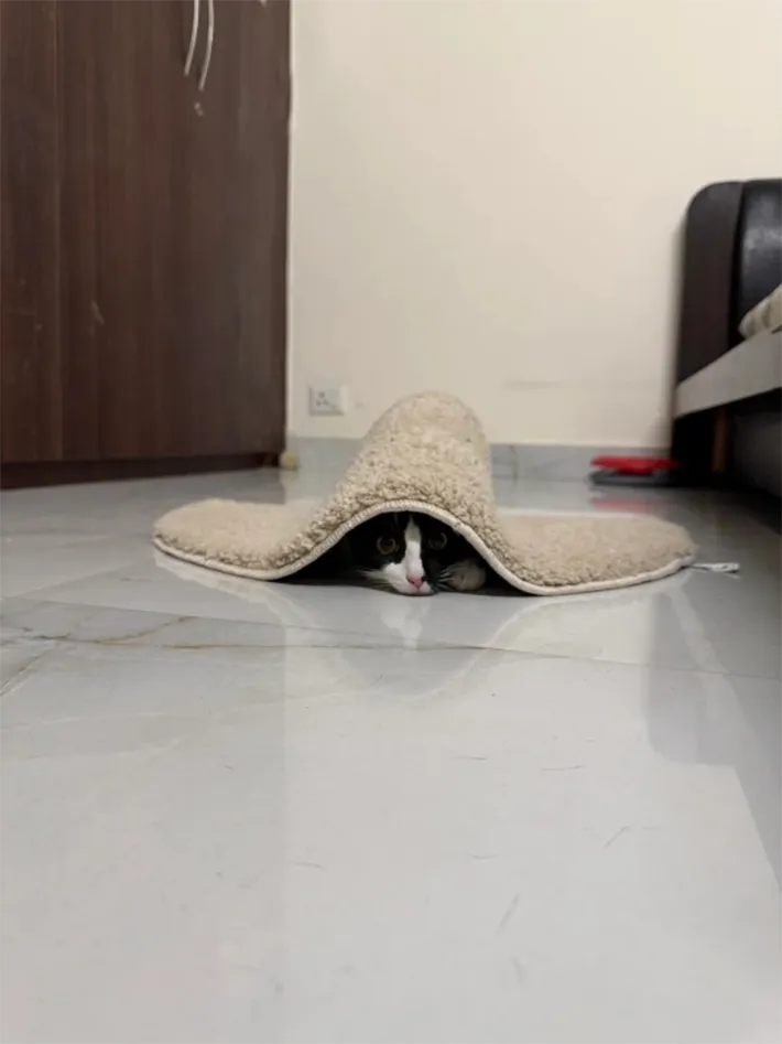 猫の写真