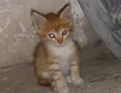 猫の写真