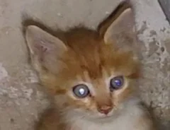 猫の写真