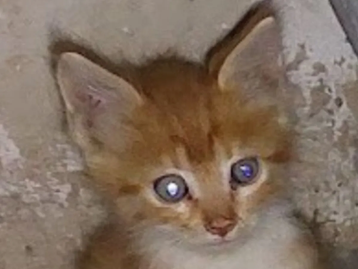 猫の写真