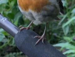 鳥と釣り竿の写真