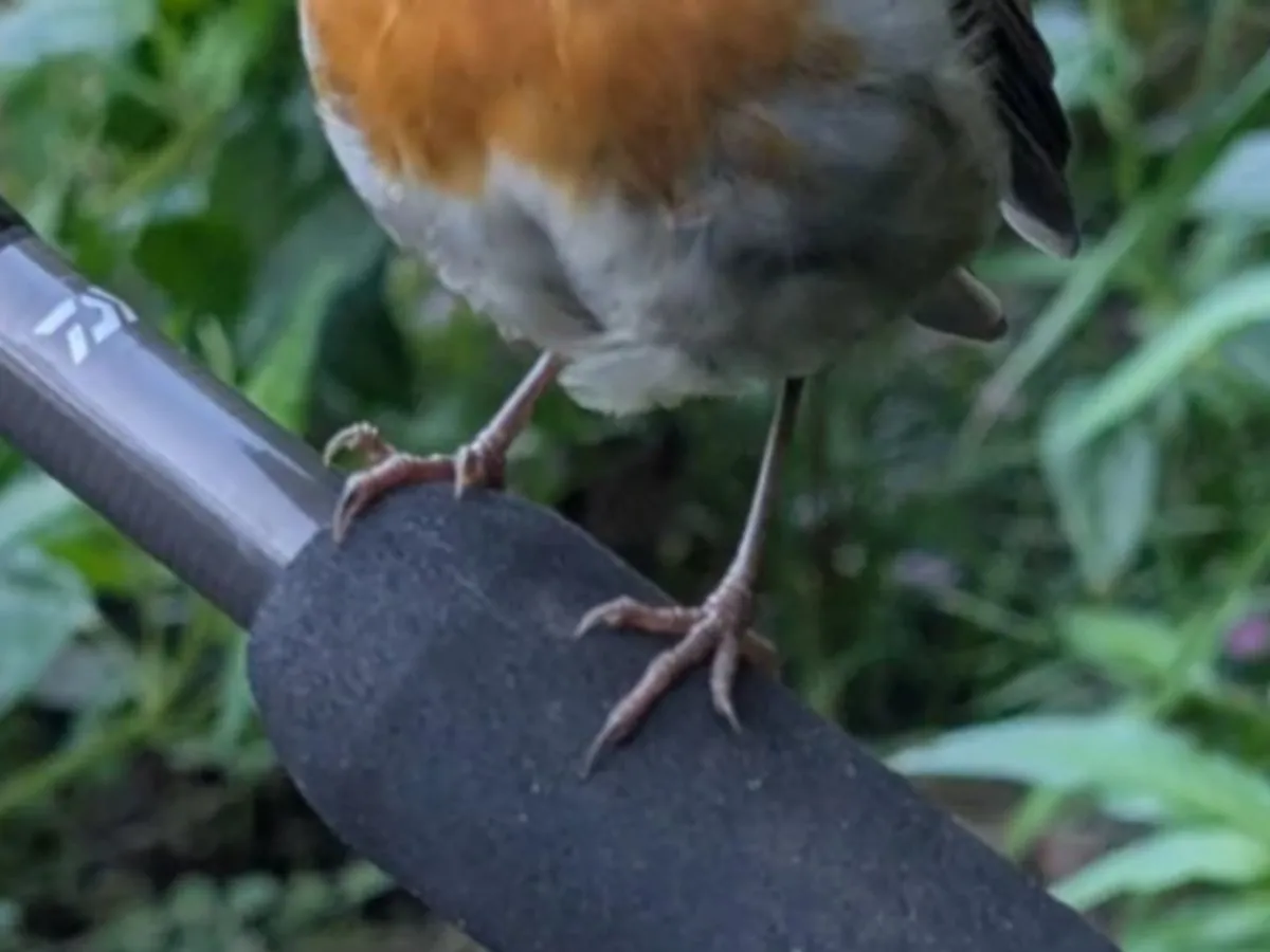 鳥と釣り竿の写真