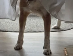 犬の写真