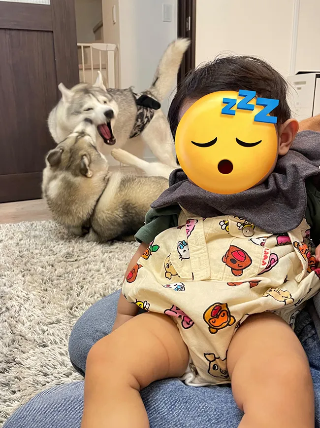 シベリアンハスキーと子供