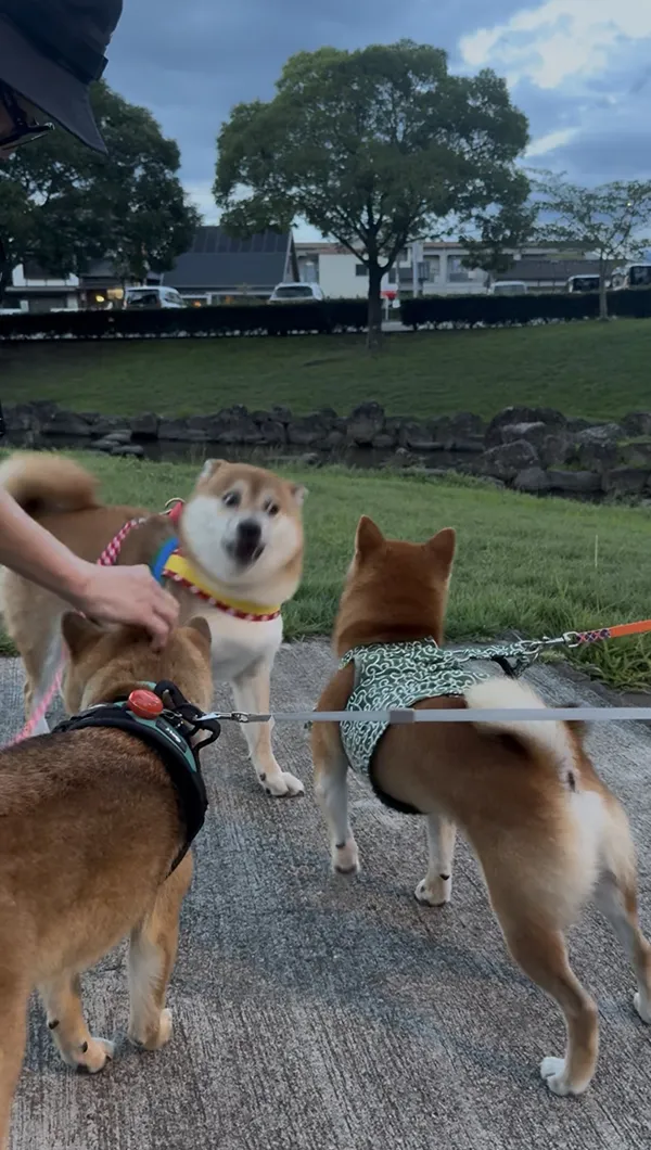 柴犬