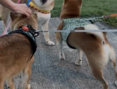 柴犬