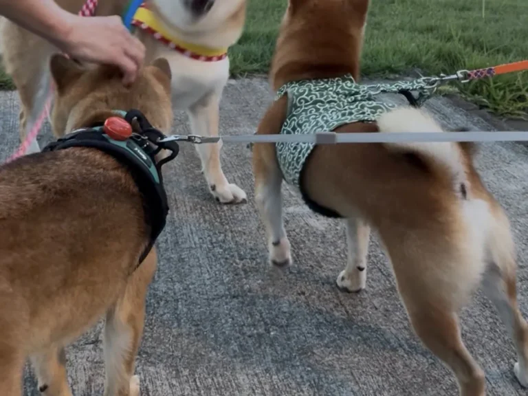 柴犬