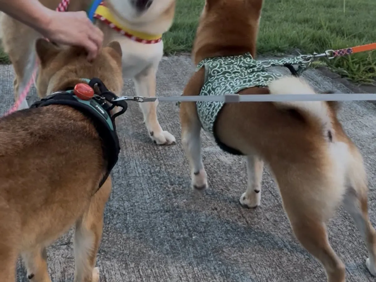 柴犬