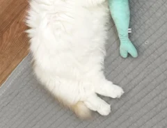 猫とぬいぐるみ