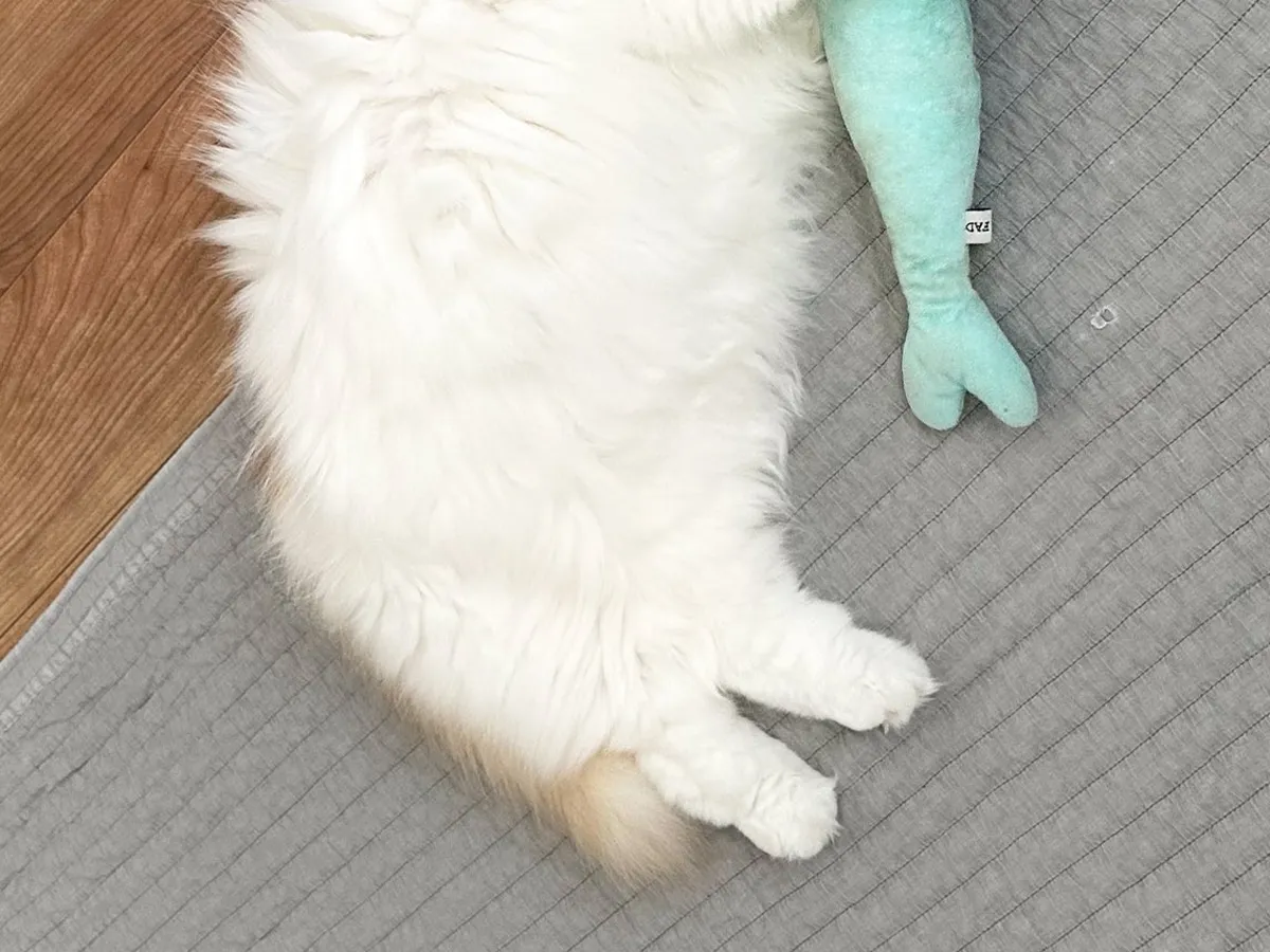 猫とぬいぐるみ