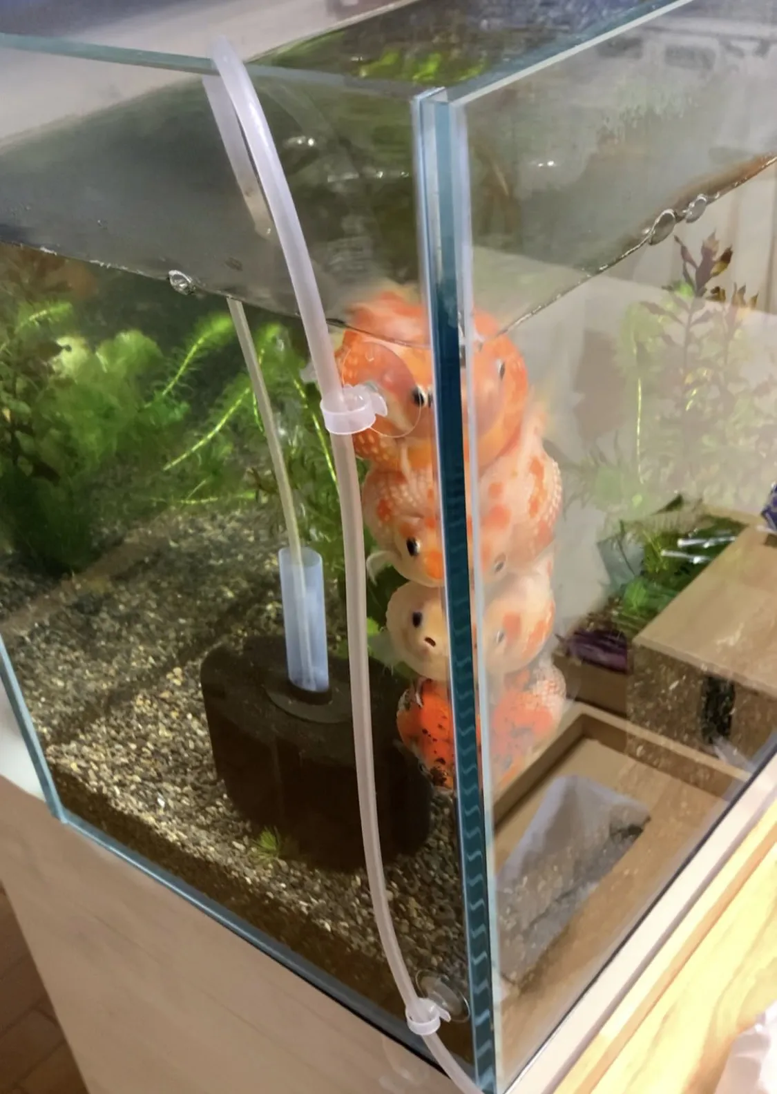 金魚の写真