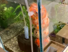 金魚の写真