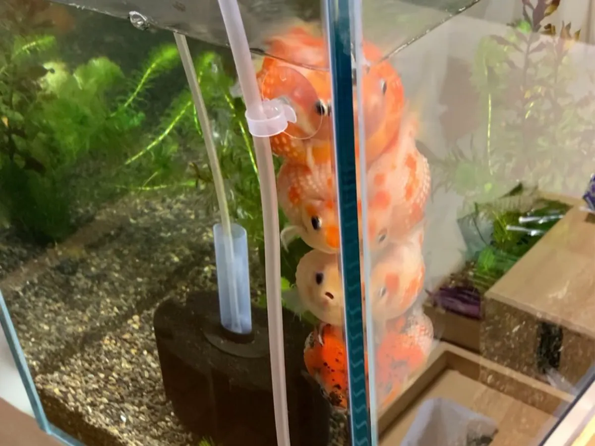 金魚の写真