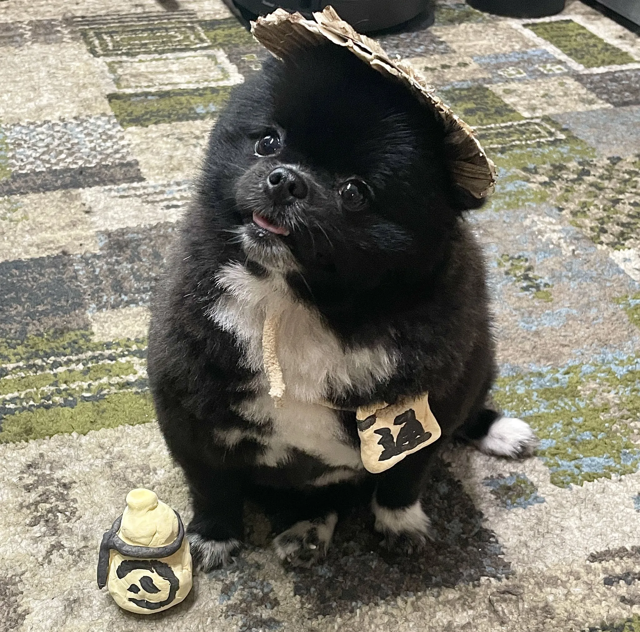 犬の写真
