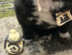 犬の写真