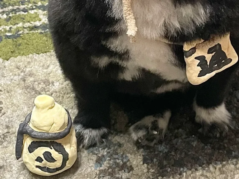 犬の写真
