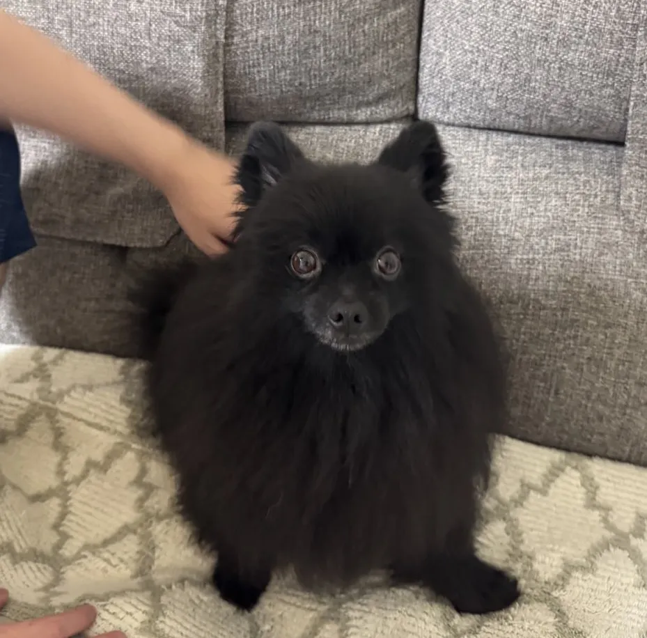 犬の写真