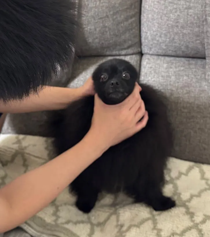 犬の写真