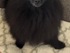 犬の写真