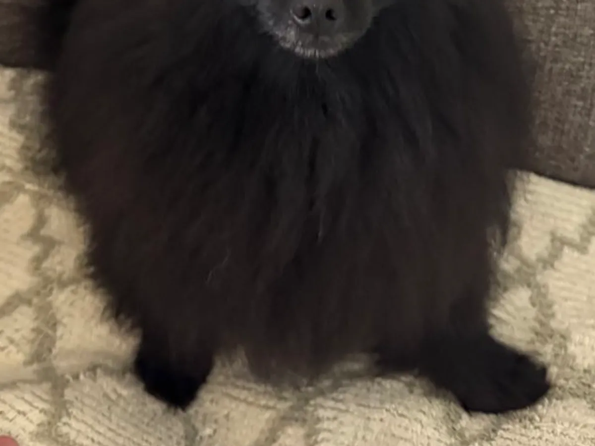 犬の写真